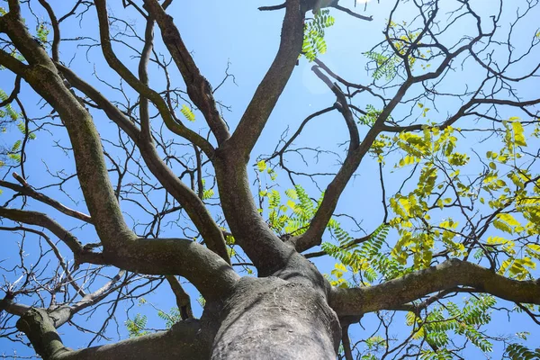 Sebuah Pohon Dengan Beberapa Daun Ditembak Dari Bawah Dekat Pilar — Stok Foto