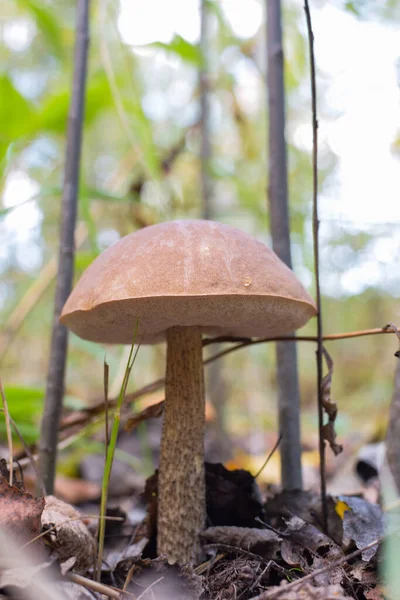 Wald Wächst Ein Kleiner Speisepilz Auf Moos Der Vordergrund Und — Stockfoto