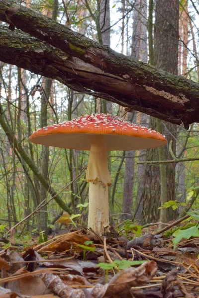 Bosque Hongo Venenoso Rojo Motas Crece Sobre Hierba Seca Primer — Foto de Stock