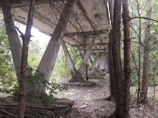 Alberi secchi sotto un ponte di cemento non funzionante fatiscente nella foresta — Foto Stock