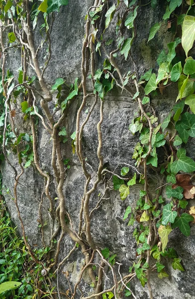 Una planta trepadora con hojas verdes y muchas ramas retorcidas crece en una pared de piedra — Foto de Stock