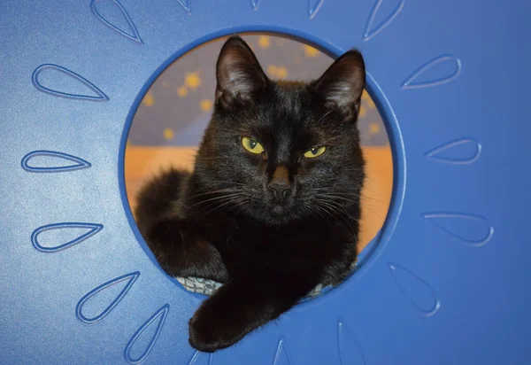 Een Zwarte Kat Die Uit Blauw Meubilair Gluurt Kijkt Direct — Stockfoto