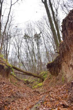 Sonbahar ormanının derin, kasvetli vadisinde yaprakları olmayan ağaçlar.