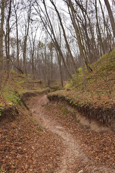 Diep Somber Ravijn Het Herfstbos Met Bomen Zonder Bladeren Aan — Stockfoto