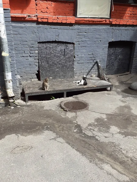 Deux chats sans abri couchés sur l'asphalte près du mur d'une vieille maison en brique. — Photo