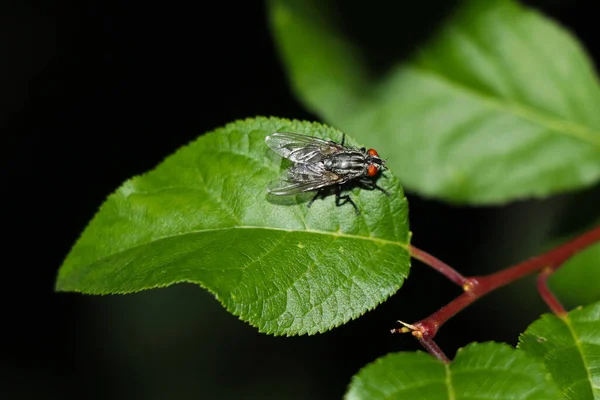 A fly sits on a green leaf close-up. The background is blurred.