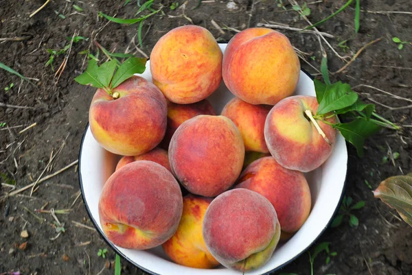 The harvest of many fresh and juicy peaches lies in a large iron plate lying on loose ground