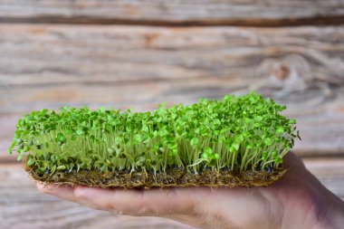 Ahşap bir arka planda, avuçta, dekoratif yeşillik mikroyeşil filizlenmiş. Yeşiller kesilmez, toprakta kesilir. Yukarıda bir yazı için boş bir boşluk var.