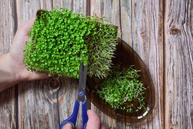 Süslü yeşillik hasadı mikro yeşil fesleğen, ahşap zemin üzerinde makasla bir tabak üzerinde kesilmiş..