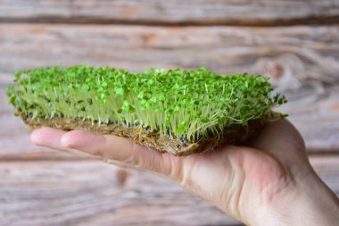 Ahşap bir arka planda, avuçta, dekoratif yeşillik mikroyeşil filizlenmiş. Yeşiller kesilmez, toprakta kesilir. Yukarıda bir yazı için boş bir boşluk var.