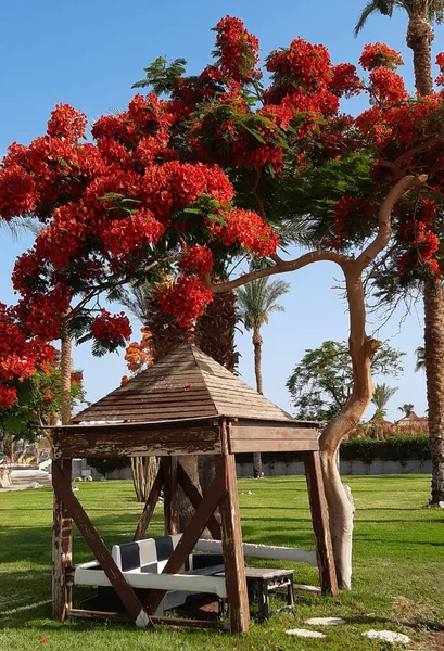 Старая Пустая Деревянная Беседка Южным Деревом Ярко Красной Короной Листвы — стоковое фото