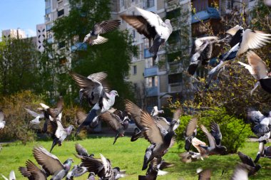 Bir güvercin sürüsü, yüksek bir binanın arka planına karşı kalkıyor.