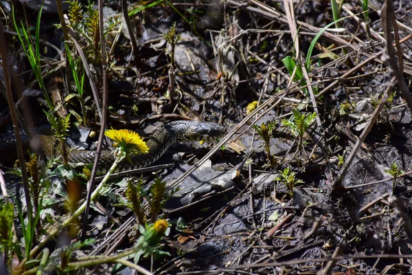 Una serpiente gateando y retorciéndose en un pantano —  Fotos de Stock