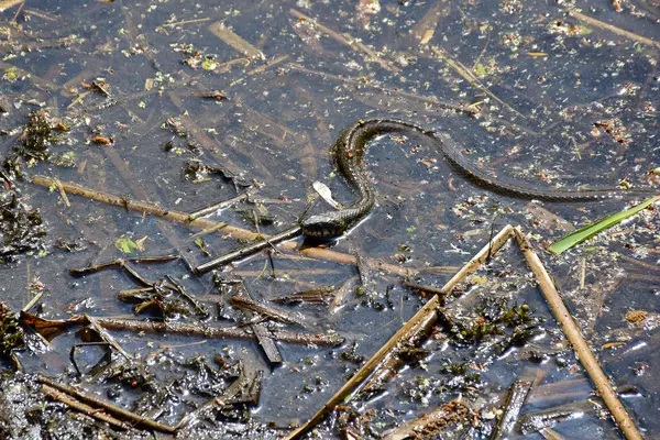 Una serpiente gateando y retorciéndose en un pantano —  Fotos de Stock