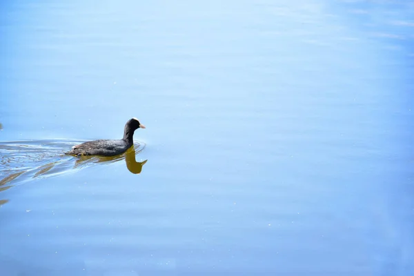 Seekor bebek mengambang di permukaan air yang tenang dari danau atau sungai. — Stok Foto