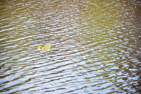 Uma grinalda festiva flutua na superfície de um lago ou rio à esquerda. — Fotografia de Stock