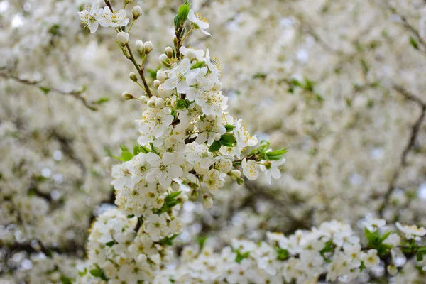 Ramas de árboles floreciendo con flores blancas por todo el marco. La rama frontal está en foco y el fondo está borroso — Foto de Stock