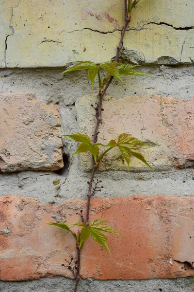 Una pianta tesse su un vecchio muro di mattoni — Foto Stock