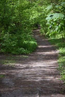 Bir yaz parkında ya da ormanda, uzaklığa doğru giden bir patika var. Ağaçların arasından esen patika