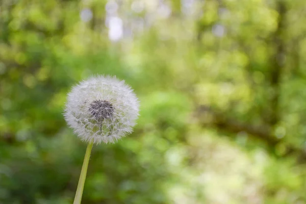 On the left side of the frame, one dandelion on a blurred green background. Photographed in close-up. On the right side there is a place to insert the inscription