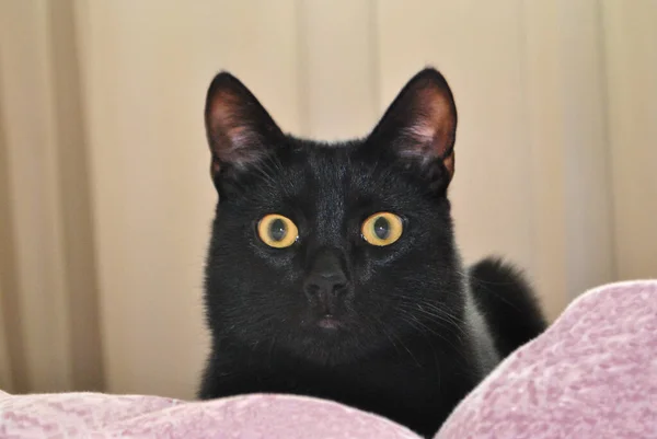 Zwarte kat met gele ogen ligt op het bed op de sprei en kijkt naar de camera — Stockfoto