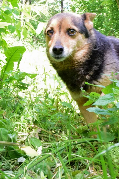 Malý pes se zploštělýma ušima se ustrašeně dívá do rámu vysoké trávy. Rozmazané pozadí — Stock fotografie