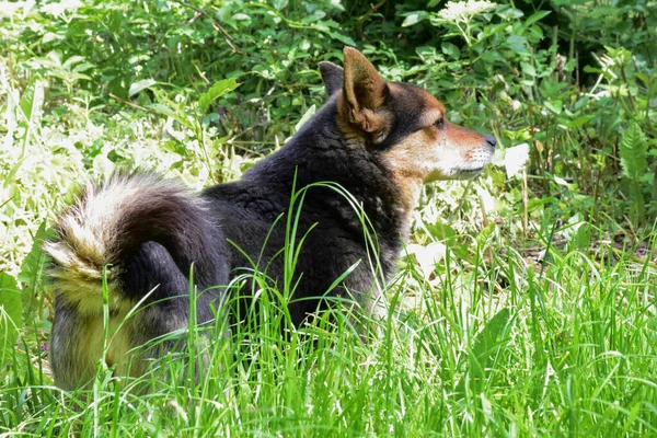 The small dog backs and looks to the right in the tall green grass. Blurred background