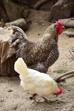 Güzel, gri bir horoz, tavuklar için bir kuşhanede yerde tavukla yürüyor.