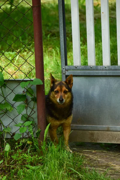 Een kleine bruine hond gluurt door de poort in het hek. — Stockfoto