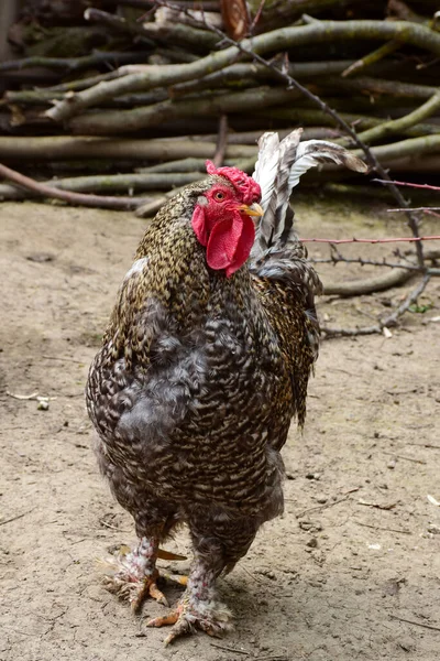 Een mooie bonte haan loopt op de grond in een volière voor pluimvee — Stockfoto