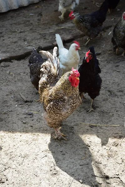 Egy gyönyörű szürke kakas csirkékkel járkál a földön egy baromfi madárházban. — Stock Fotó