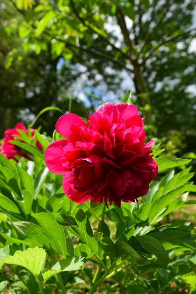 One Bright Red Peony Flower Blurred Background Green Leaves Trees —  Fotos de Stock
