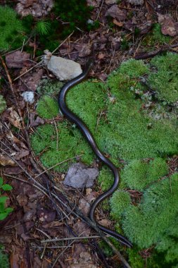 Siyah bir yılan parkta yeşil yosun üzerinde sürünür ve kıvranır.