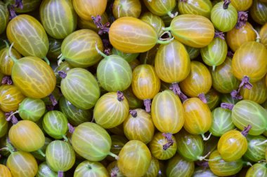 Ripe gooseberries with different shades of green close-up for the whole frame with fine details
