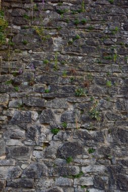 An old pavement lined with cobblestones of various sizes and shapes, through which grass sprouts at the top of the frame