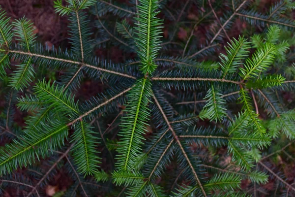 Gros Plan Des Branches Pin Pour Ensemble Cadre Avec Grandes — Photo