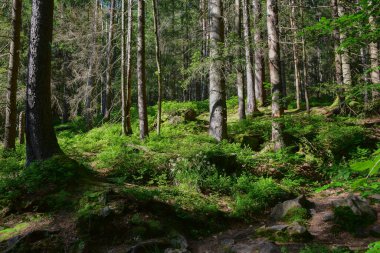 Yeşil yaz ormanı ya da park İnsansız, hayvansız ve kuşsuz.