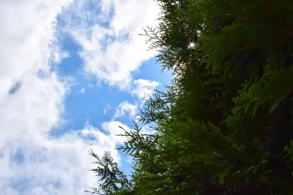 Di sisi kanan bingkai adalah cabang-cabang semak thuja, dan di sebelah kiri ada langit biru cerah dengan awan — Stok Foto