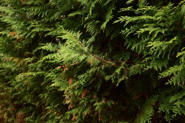 Bir haydut çitinden bir çit tüm çerçeveye perspektif bırakıyor.