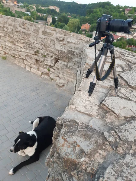 Een digitale camera op een statief staat op een oude bakstenen muur, en een hond ligt er onder op de grond.. — Stockfoto