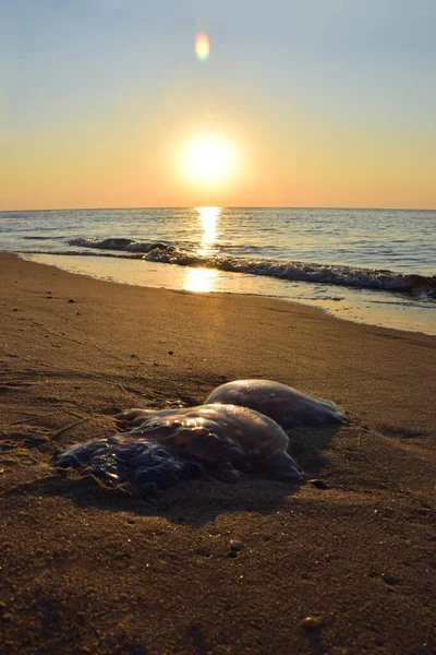 Una medusa solitaria giace sulla spiaggia sabbiosa. Tramonto sullo sfondo — Foto Stock