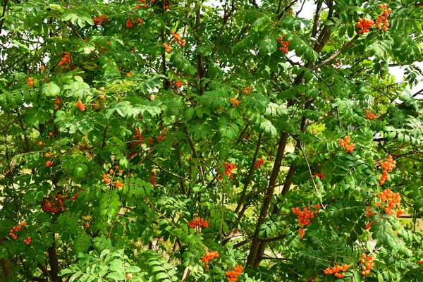 Ripe rowan branches close-up. All over the background the branches of this tree — Stock Photo, Image