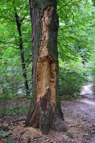 Árbol Viejo Seco Comido Por Insectos Con Una Estructura Clara — Foto de Stock