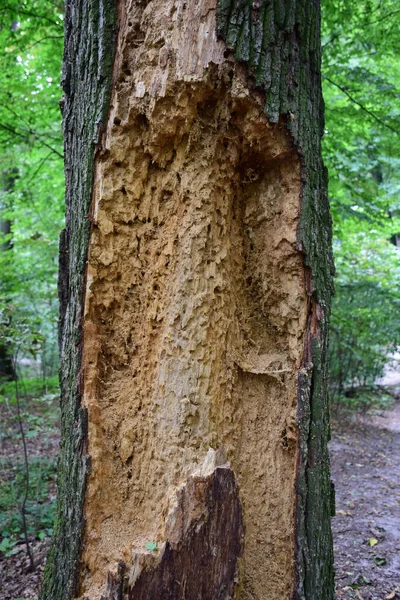 Старе Сухе Їдене Комахами Дерево Чіткою Структурою — стокове фото