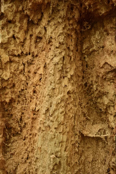 Árvore Velha Seca Comida Por Insetos Com Uma Estrutura Clara — Fotografia de Stock