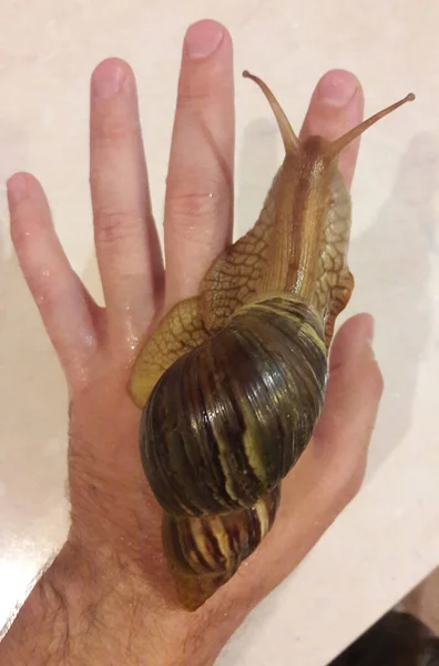 A large Achatina snail crawls along a human hand close-up