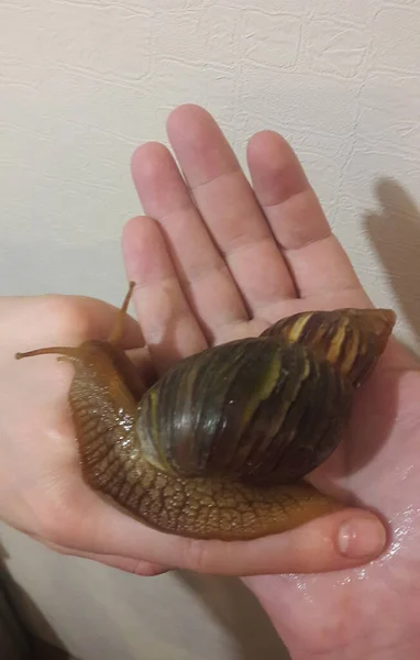 A large Achatina snail crawls along a human hand close-up