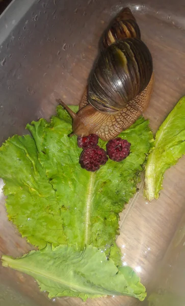 Pet snail Achatina eats raspberries and lettuce leaves