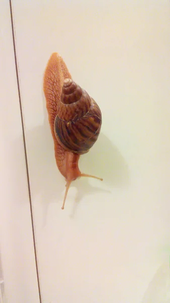 Caracol mascota Achatina se arrastra por una pared de luz —  Fotos de Stock