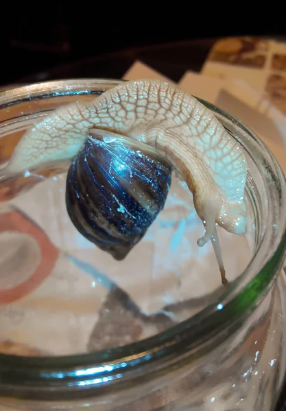 Escargot animal Achatina rampe le long du bord d'un bocal en verre — Photo